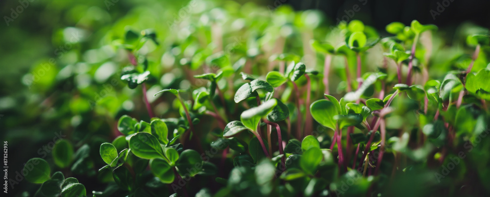 Close up of fresh green microgreens growing in a garden Close up of fresh green microgreens growing in a garden