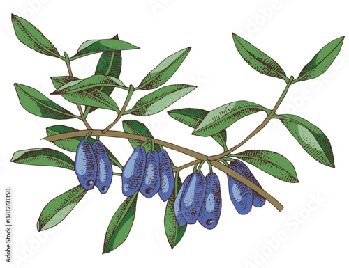 Honeysuckle branch with ripe berries