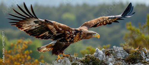 Majestic Eagle Landing on a Rocky Cliff © vixion