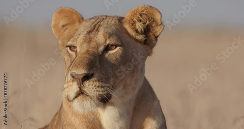 Close up of a Lioness's (Panthera Leo) head as it rests and scans the surroundings during the morning in Kenya.