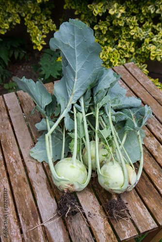 The Kohlrabi (turnip cabbage) freshly gathered in a garden, on a wooden table