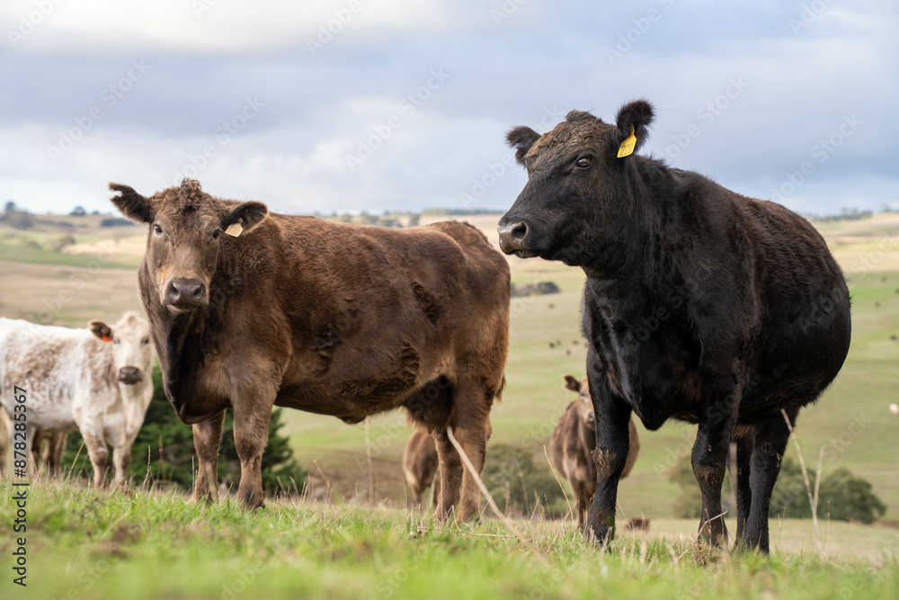 'Agricultural sustainable cattle raising livestock practices on a regenerative agriculture farm. Sustainable agriculture in Australia. cows grazing at sunset in in green short grass after a drought 'Agricultural sustainable cattle raising livestock practices on a regenerative agriculture farm. Sustainable agriculture in Australia. cows grazing at sunset in in green short grass after a drought