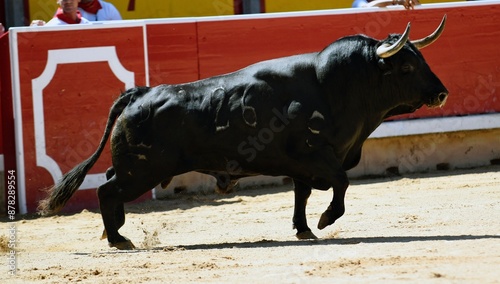 brave bull in the bullring of pamplona navarra