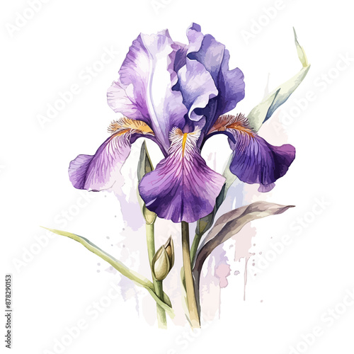 watercolor branch of purple iris flower isolated on white background, iris and buds illustration in watercolor painting