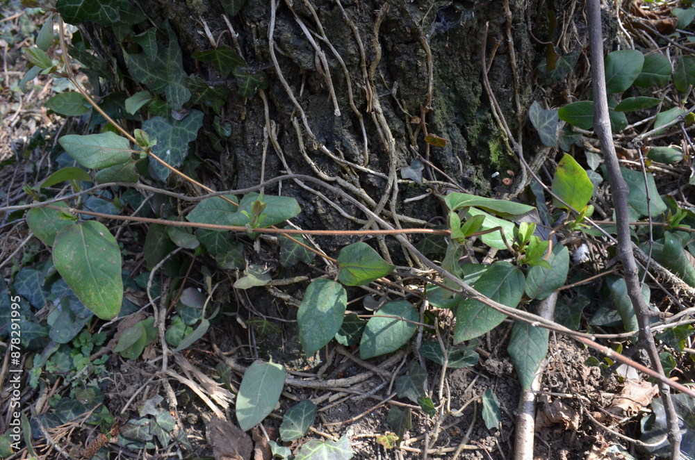 Fototapeta premium Leaves on the tree trunk in the park