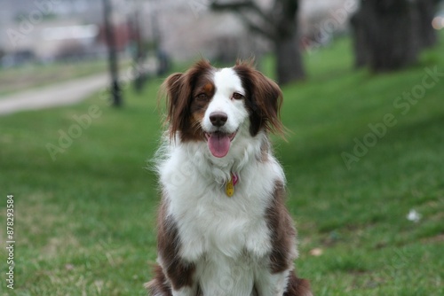 Mini Australian shepherd