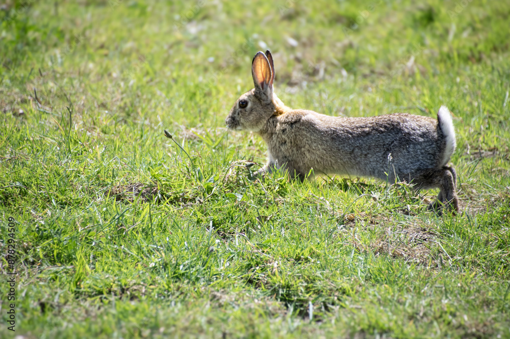 Obraz premium wild rabbit running around a field in the county side