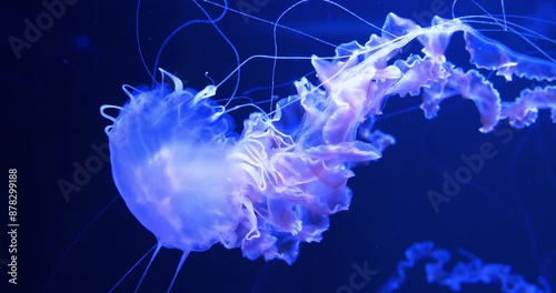 Medusa swims underwater. Beautiful jellyfish swims in aquarium photo