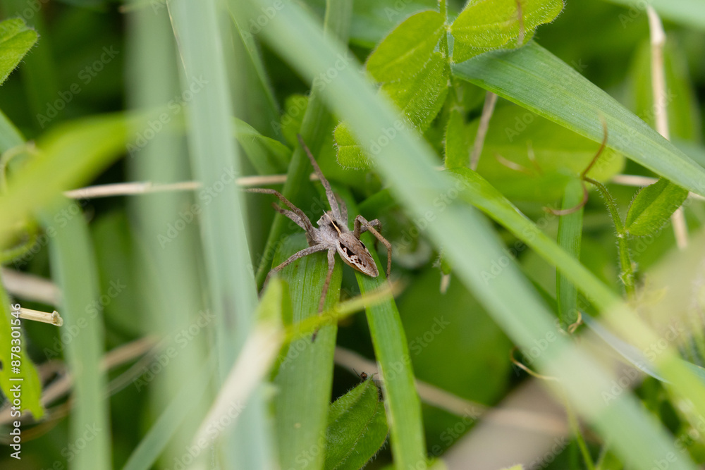 Nursery Web Spider in climbing through leaves, County Durham, England, UK. Nursery Web Spider in climbing through leaves, County Durham, England, UK.