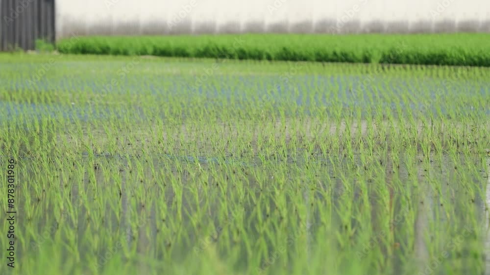 paddy fields and rice paddies with rural paddy fields and rice paddies with rural