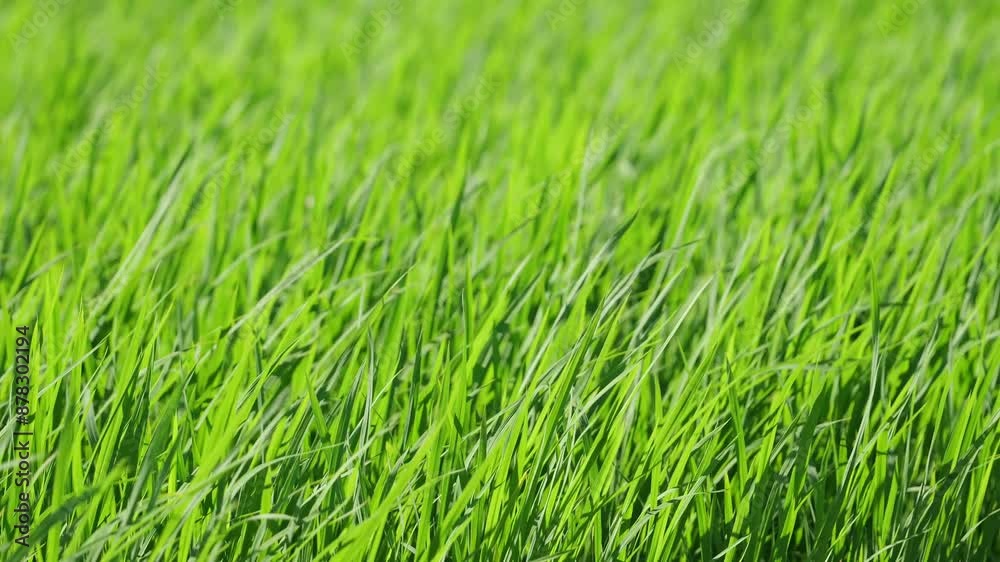 Paddy field after rice planting, summer scenery Paddy field after rice planting, summer scenery