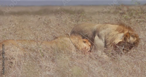 Wide shot of three male Lions (Panthera Leo) brawling for a kill in the savannah during the afternoon in Kenya. photo