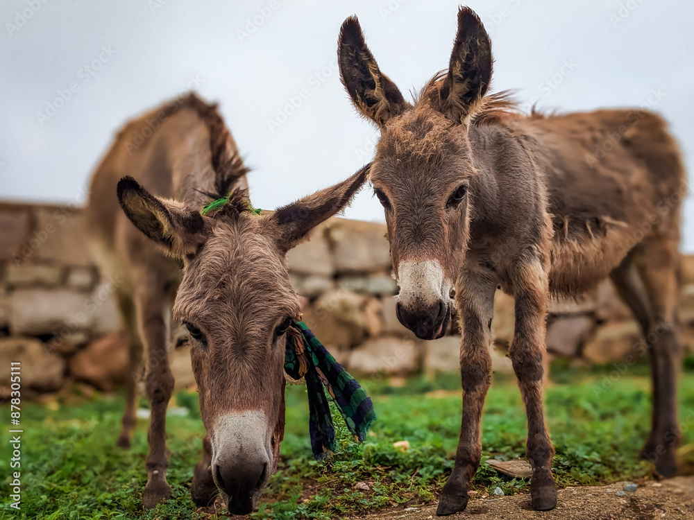 Majestic Donkey Portrait in Nature - Capturing the Beauty of Wildlife Majestic Donkey Portrait in Nature - Capturing the Beauty of Wildlife