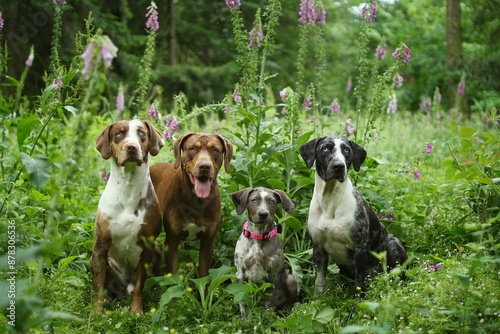 Photography Pack of louisiana leopard dogs sit together in nature.