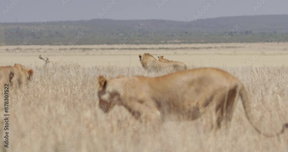 Pull focus of a pride of Lions (Panthera Leo) walking through the savannah on a hot afternoon in Kenya. Pull focus of a pride of Lions (Panthera Leo) walking through the savannah on a hot afternoon in Kenya.