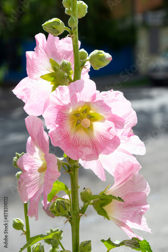 Delicate pink mallow flowers. Mallow. Flowers blooming on the street in the city