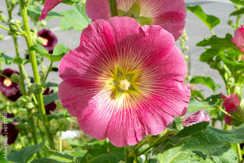 Bright pink mallow flower. Mallow. Flowers blooming