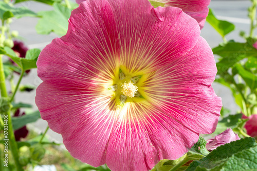 Nice pink mallow flower. Mallow. Flowers blooming