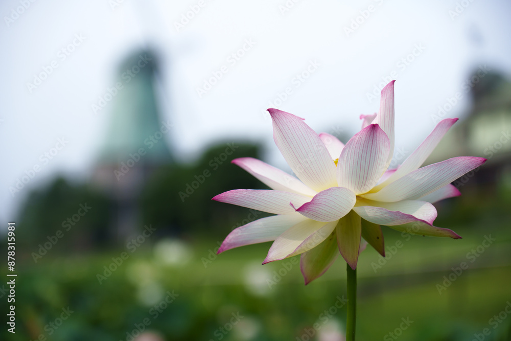 Fototapeta premium Beautiful Lotus Flowers in Bloom – Japanese Summer