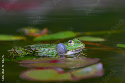 Common Water Frog (Pelophylax esculentus) Calling photo