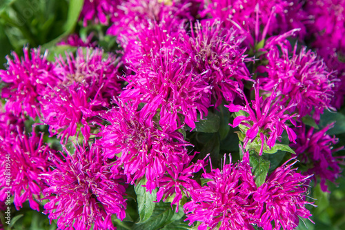 The bee balm (Monarda) plant blooming in close up