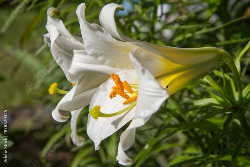 White trumpet lily (Lilium) flowers blooming in close up