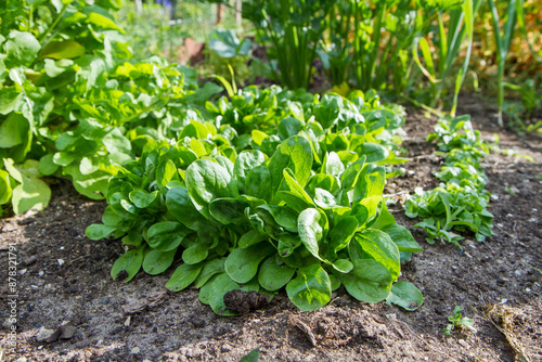 The corn salad (Valerianella) plant growing in a garden	

