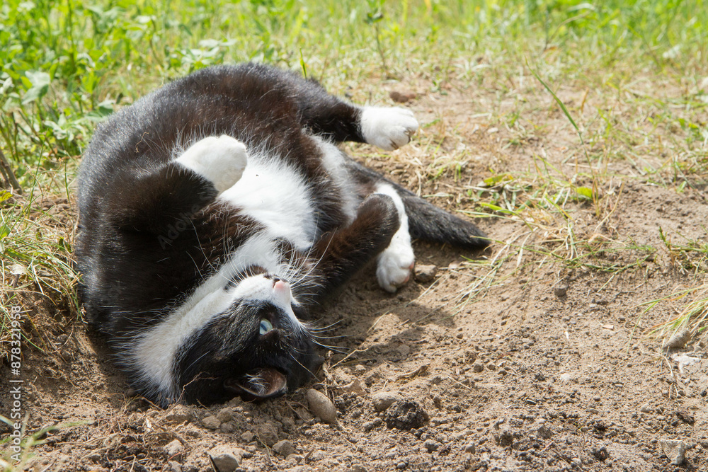 Black and white cat rolling in the dirt	
