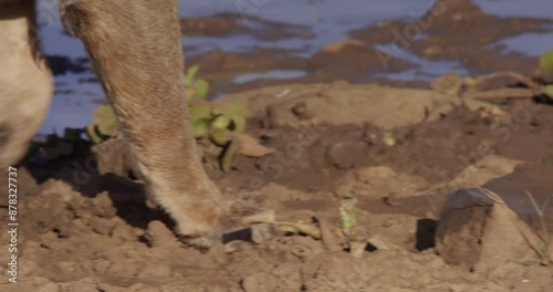 Close up pan of a Lion's (Panthera Leo) paws as it walks across the shore during the morning in Kenya.