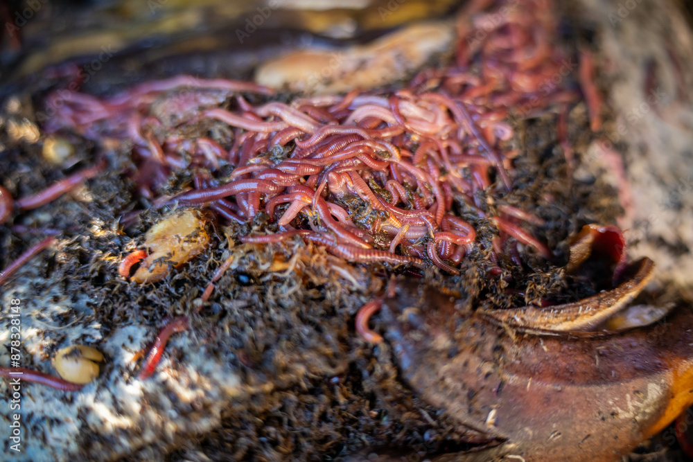 sustainable living with worms in a worm farm recycling compost and food waste sustainable living with worms in a worm farm recycling compost and food waste