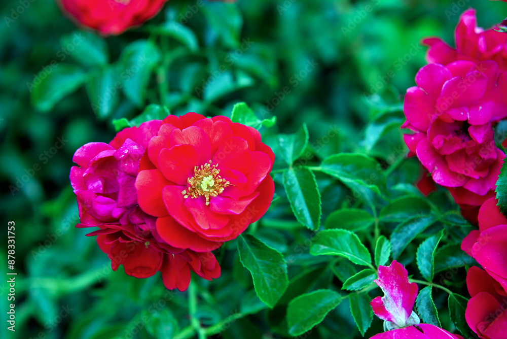rose garden in villa gropallo nervi genova italy rose garden in villa gropallo nervi genova italy