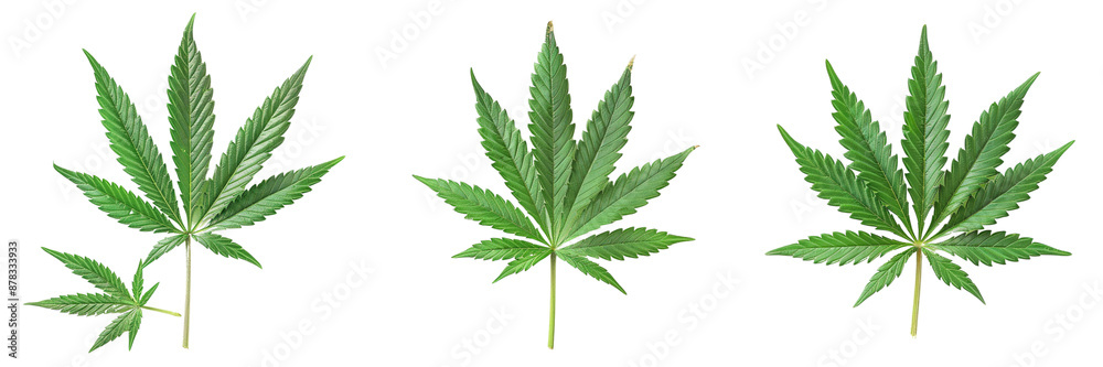 set of A marijuana leaf with shadow effects on a plain vivid green hues on a transparent background set of A marijuana leaf with shadow effects on a plain vivid green hues on a transparent background