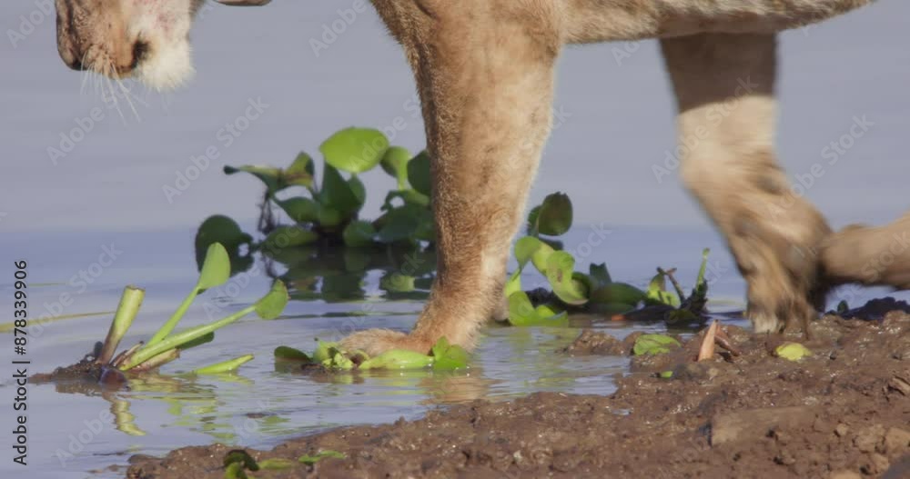 Close up of a Lion's (Panthera Leo) paws as it prepares to walk into water during the morning in Kenya. Close up of a Lion's (Panthera Leo) paws as it prepares to walk into water during the morning in Kenya.