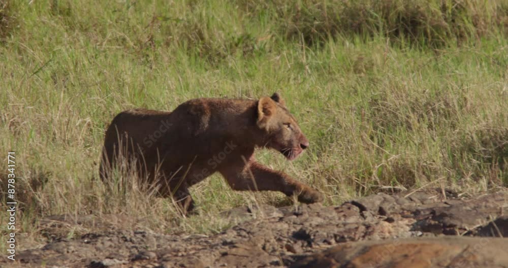 Wide shot of a muddy Lion (Panthera Leo) pouncing on another lion as they play across the savannah grasslands during the morning in Kenya. Wide shot of a muddy Lion (Panthera Leo) pouncing on another lion as they play across the savannah grasslands during the morning in Kenya.