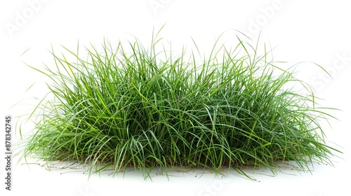 Green Grass Isolated on White Background