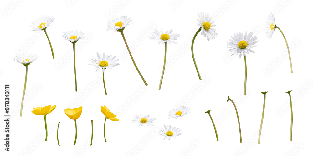 A collection of wild spring daisy and buttercup flowers, blooms, isolated against a transparent background.