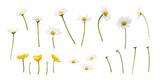 A collection of wild spring daisy and buttercup flowers, blooms, isolated against a transparent background.