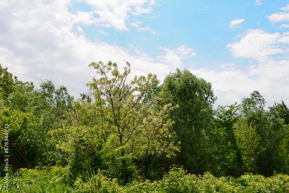Beautiful natural landscape with vegetation in May. Spring landscape. Natural background. Beautiful natural landscape with vegetation in May. Spring landscape. Natural background.