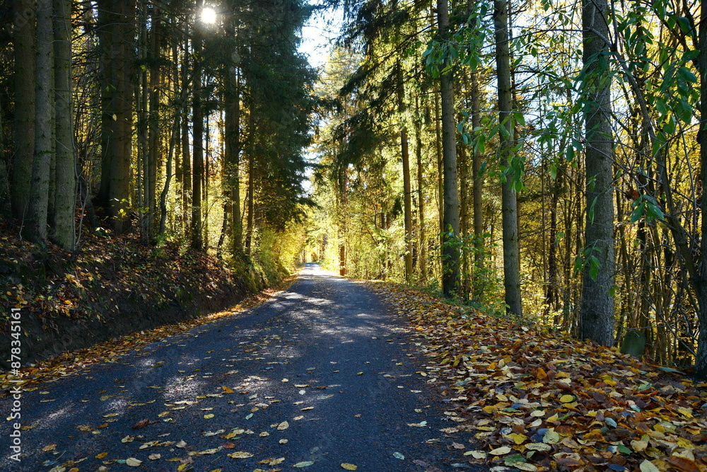 Fototapeta premium Sun shining through the trees on a path in a golden forest landscape setting during the autumn season. 