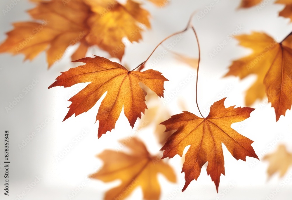 resolution set background colours botany brown card leaves white closeup birch bright autumn collection high resolution set background colours botany brown card leaves white closeup birch bright autumn collection high