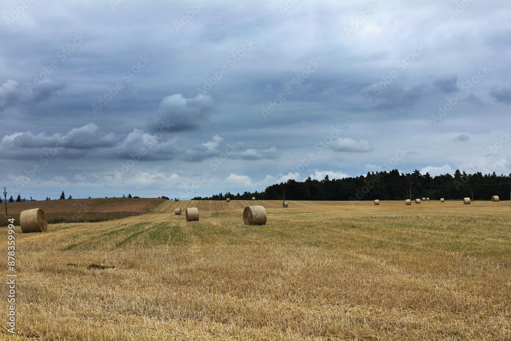 Fototapeta premium hay rolls in a field in rural area. 