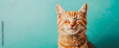 Close up of orange tabby cat with eyes closed in front of a teal wall