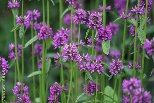 Close up of stachys officinalis, Betonica officinalis foliage.