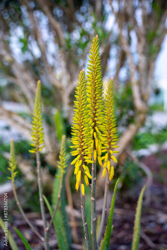 Aloe Vera Flower