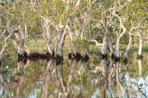 Flooded paper bark tree is flooded. photo