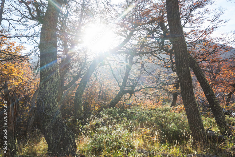 Fototapeta premium Autumn forest