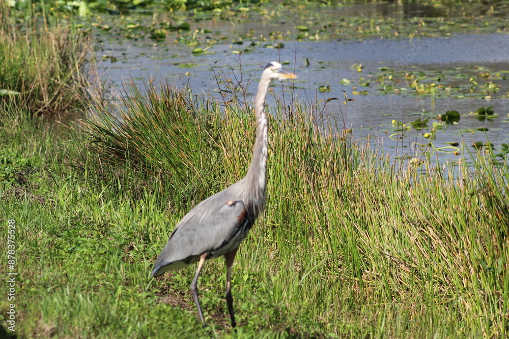 Fototapeta premium great blue heron