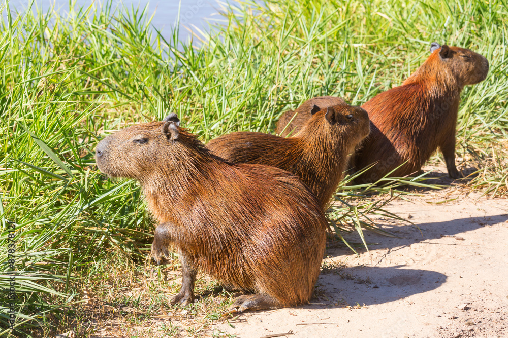 Fototapeta premium Capybara
