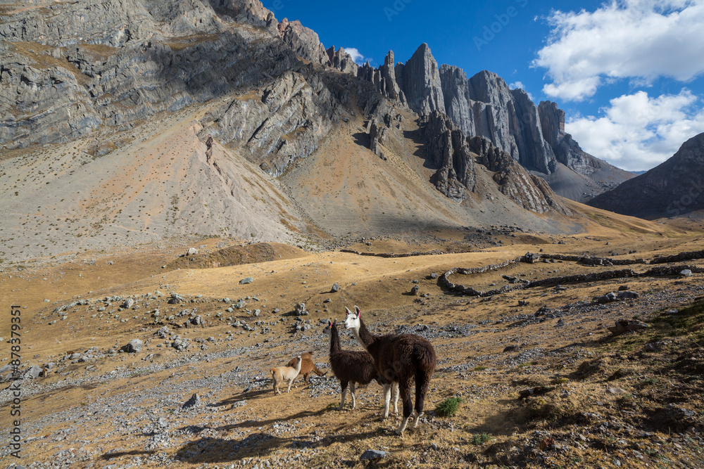 Fototapeta premium Llama
