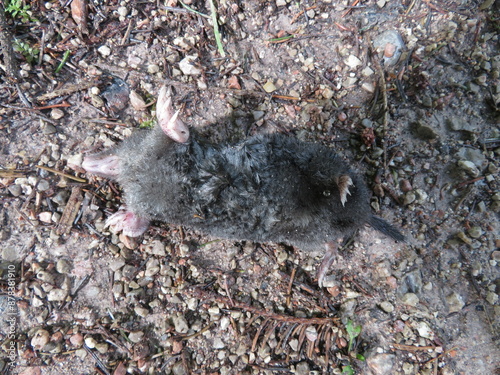 Toter Maulwurf auf Waldweg